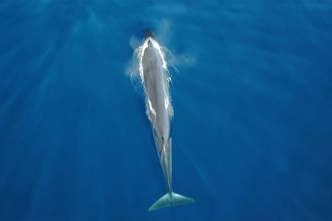 Tenerife Whales and Dolphins Watching Experience in Catamaran - Key highlights to know before you go