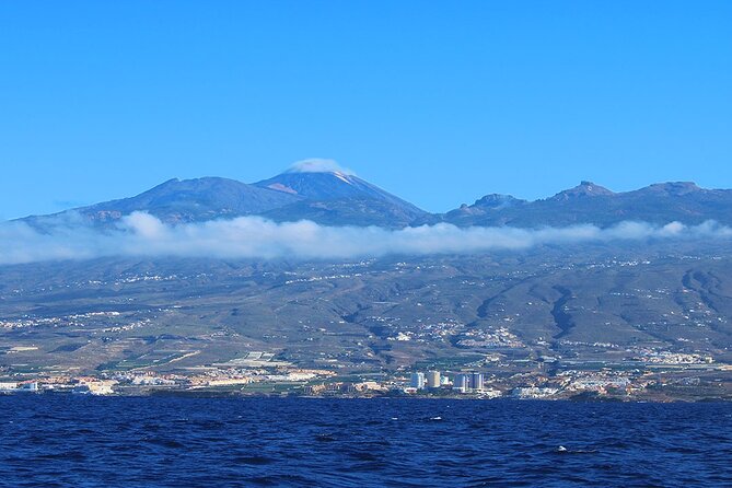 Tenerife Whales and Dolphins Watching Experience in Catamaran - A Catamaran Whale Watch That Works With Your Day in Costa Adeje