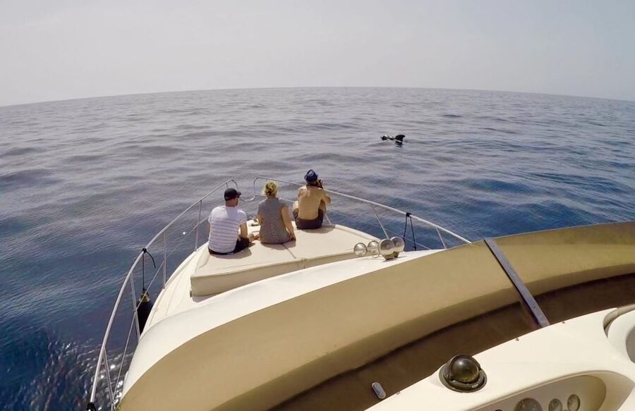 Tenerife: Whales and Snorkeling Tour on a Luxury Yacht - The champagne tasting segment and the ride back vibe