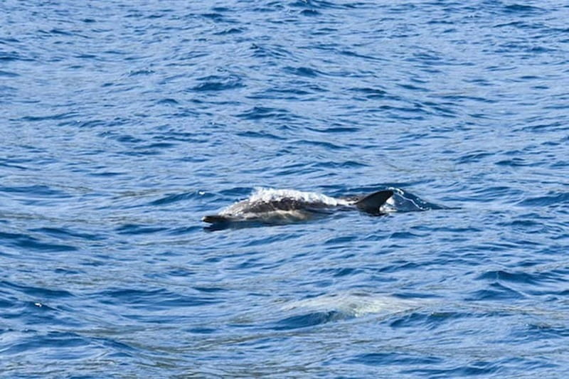 Torrevieja: Adventure tour on the catamaran Apaleo - Deck Comfort: Trampoline-Net Sunbathing and Real Onboard Relaxation