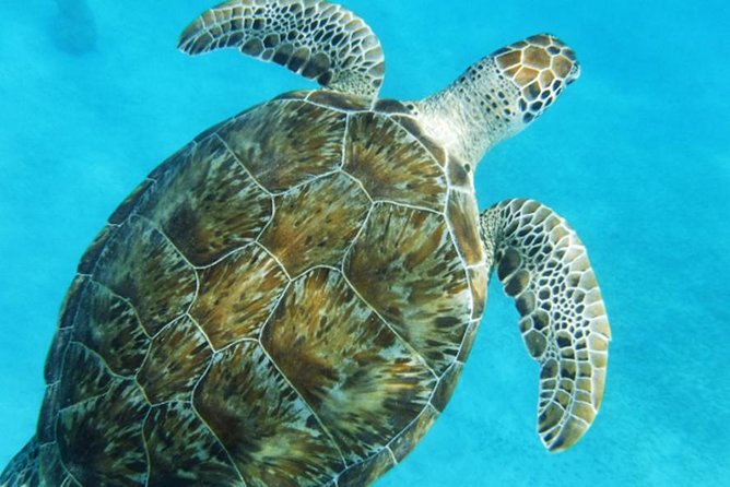 Turtle Cove Catamaran Snorkel and Sail at Little Buck Island STT - Snacks, open bar, and the pirate tattoo after snorkeling