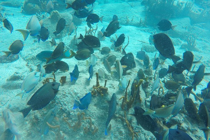 Turtle Cove Catamaran Snorkel and Sail at Little Buck Island STT - What to bring (and skip): the practical comfort checklist