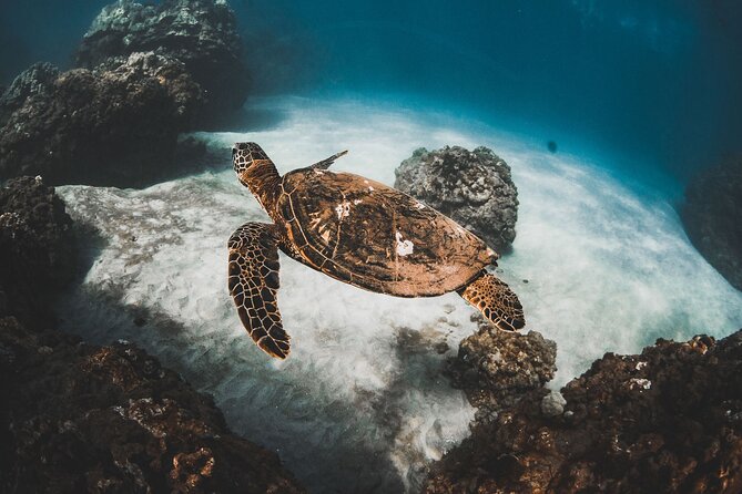 Turtles & Tacos Luxury Catamaran Snorkel - Key things that make this Maui sail worth it