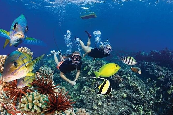 Turtles & Tacos Luxury Catamaran Snorkel - Price and value at $199: what you get for the money