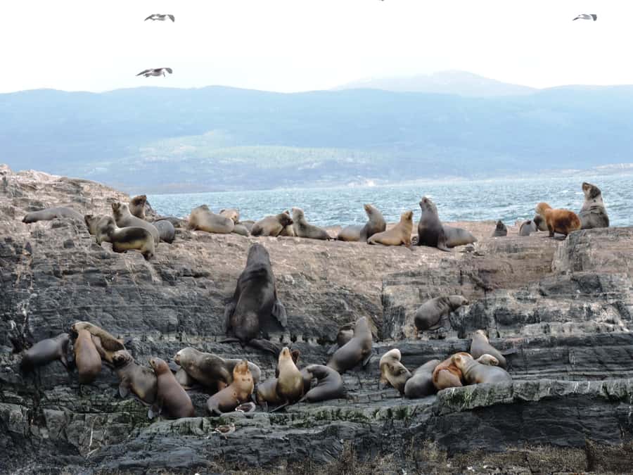 Ushuaia: Beagle Channel & Sea Wolves Island Catamaran Cruise - Bird’s Island: seabirds close enough to actually identify