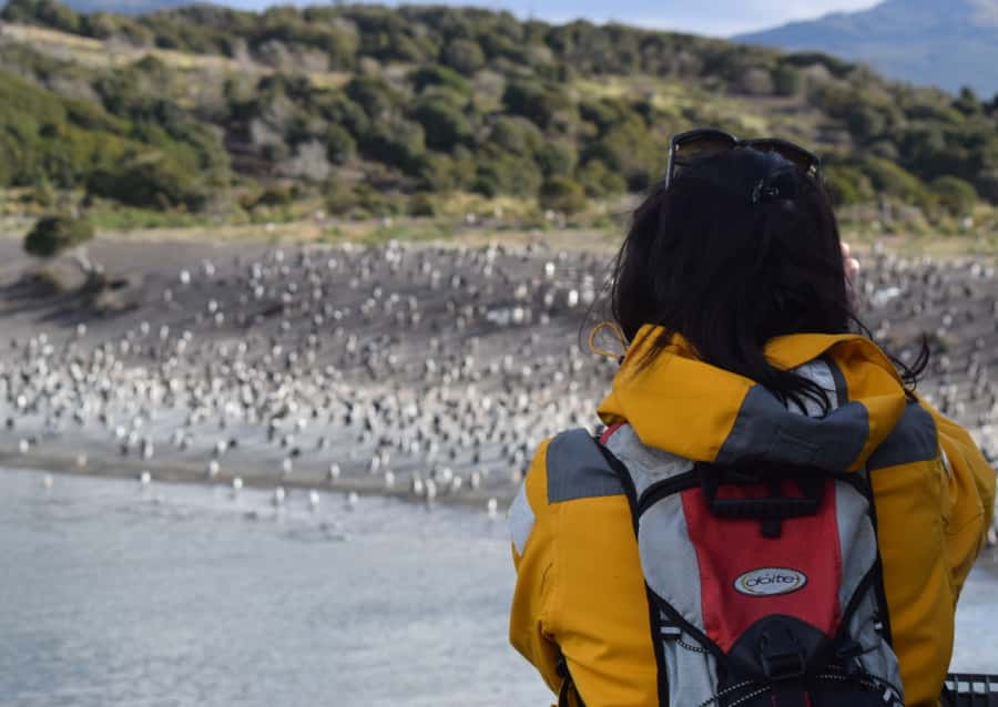 Ushuaia: Catamaran Sailing to Penguin Island - Bird Island and the cormorants that can trick your brain