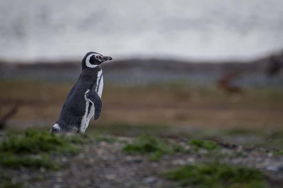 Ushuaia: Catamaran Sailing to Penguin Island - Boat comfort and what is (and isn’t) included
