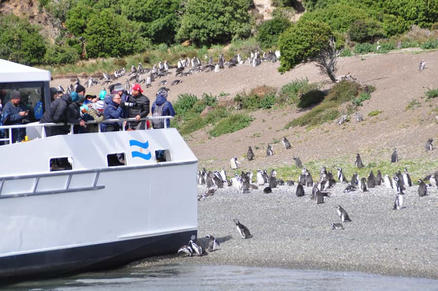 Ushuaia: Penguin Watching Tour by Catamaran - What Makes This Tour Worth Your Time
