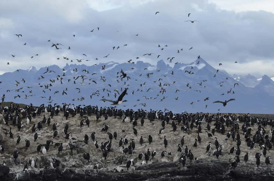 Ushuaia: Penguin Watching Tour by Catamaran - Bird Island: Seabirds That Feel Like a Nature Documentary