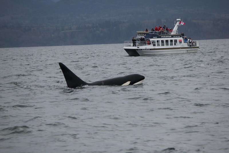 Victoria BC: 3-Hour Whale Watching Expedition - Key Things I’d Watch For on This Whale Watching Trip