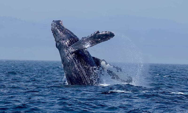Victoria BC: 3-Hour Whale Watching Expedition - Who Should Book This Whale Watching Expedition?