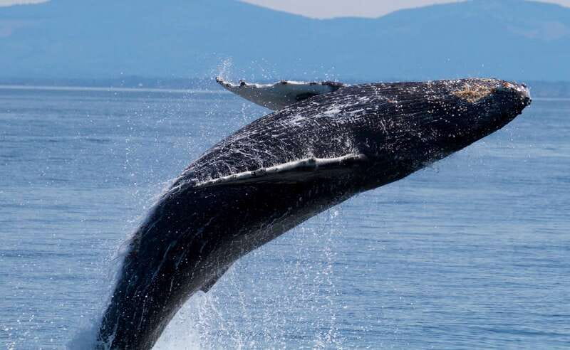 Victoria BC: 3-Hour Whale Watching Expedition - Why This 3-Hour Whale Watch Fits Victoria So Well