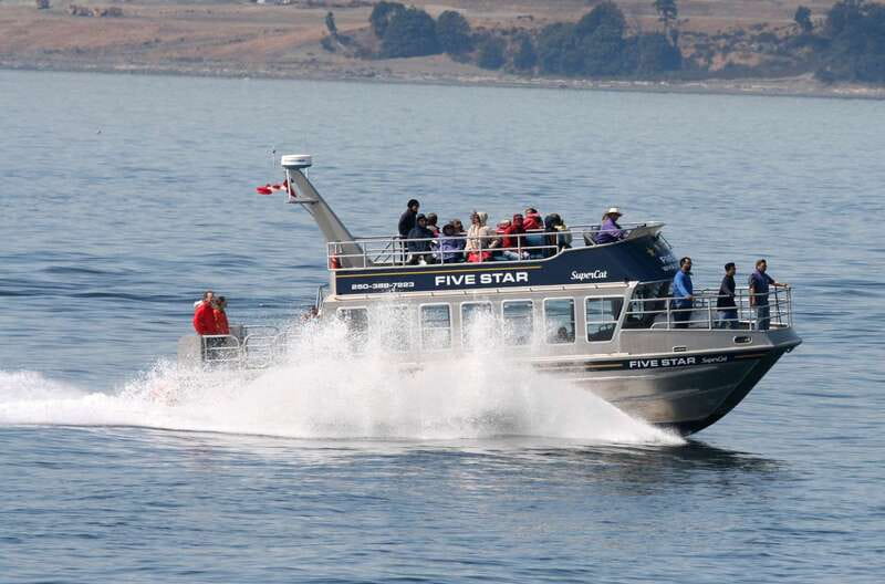 Victoria BC: 3-Hour Whale Watching Expedition - The 40-Passenger Catamaran: Comfort, Views, and the Real “How It Feels”