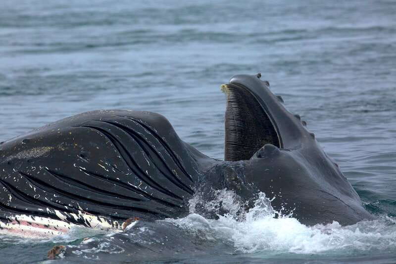 Victoria BC: 3-Hour Whale Watching Expedition - Where the Crew Looks: The Salish Sea Search Patterns That Matter