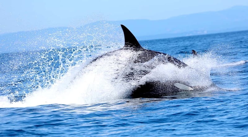Victoria BC: 3-Hour Whale Watching Expedition - The On-Board Commentary: Why It Improves Every Spotting