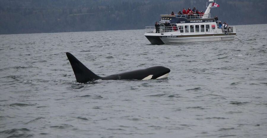 Victoria BC: 3-Hour Whale Watching Expedition - Comfort on the Water: Jackets, Warm Drinks, and Sea Conditions