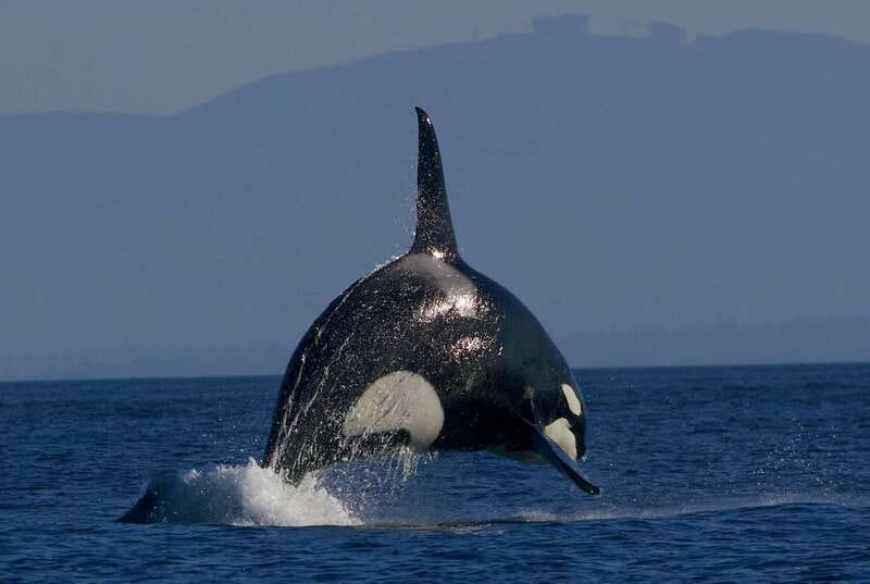 Victoria BC: 3-Hour Whale Watching Expedition - Price and Value: Is $130 for 3 Hours Reasonable?