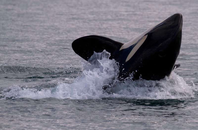 Victoria BC: 3-Hour Whale Watching Expedition - Finding the Boat Near the Fairmont Empress at 645 Humboldt St