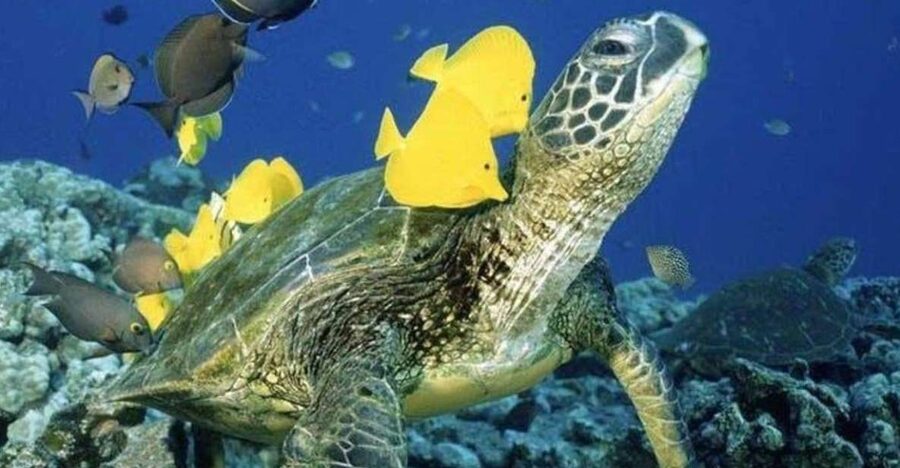 Waikiki Beach: Turtle Snorkeling and Sailing on Hāwea - Key highlights and what matters