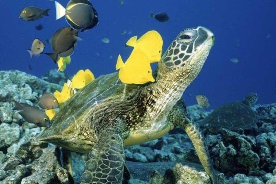 Waikiki Beach: Turtle Snorkeling and Sailing on Hāwea - The Hāwea catamaran cruise: why the sailing time is part of the experience