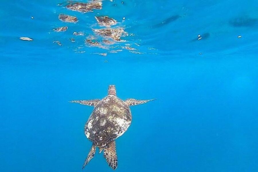 Waikiki Beach: Turtle Snorkeling and Sailing on Hāwea - Price and value: is $85 actually a good deal?