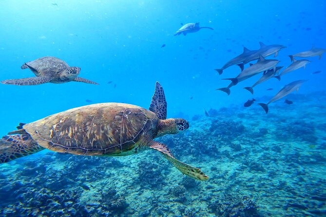 Waikiki Catamaran Escape: Snorkel with Turtles & Water Sports Fun - Crew energy, safety habits, and motion-sickness help
