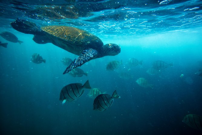 Waikiki Catamaran Snorkel Sail with Lunch: Turtles Guaranteed - Turtle Canyon: why this tour exists at all