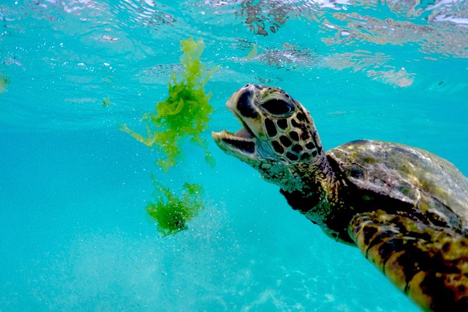 Waikiki Catamaran Snorkel Sail with Lunch: Turtles Guaranteed - Crew quality is the real differentiator