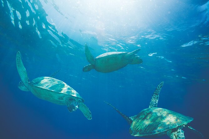 Waikiki Catamaran Snorkel Sail with Lunch: Turtles Guaranteed - Price value: is $134.95 worth it?