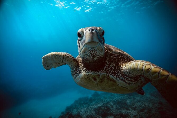 Waikiki small group turtle snorkeling & sailing - Turtle Canyon feels different on a small yacht