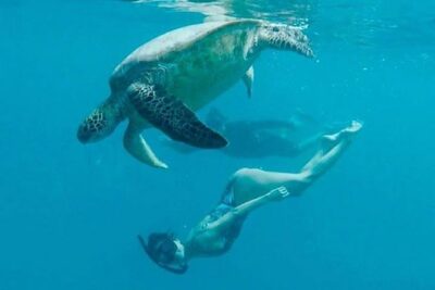 Waikiki Turtle Snorkel and Sail on Hawea Catamaran - The Turtle Canyon Stop: What the Snorkel Time Actually Feels Like