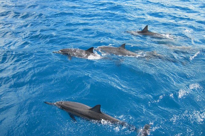 Waikoloa Catamaran Snorkel Sail Including Lunch - Key points worth knowing