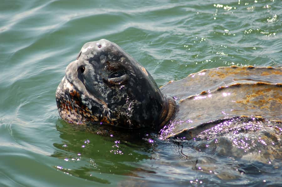 Walvis Bay: Marine Big 5 Luxury Catamaran Tour - Walvis Bay Marine Big 5: what you’re really paying for