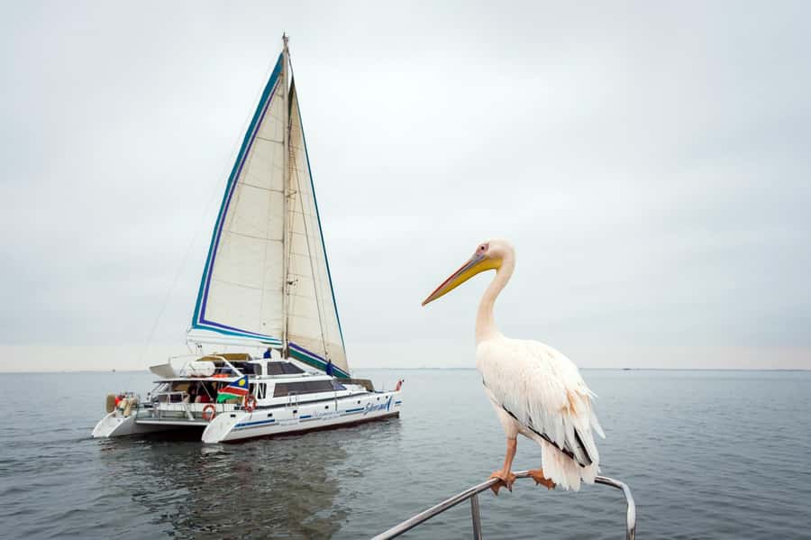 Walvis Bay: Marine Big 5 Luxury Catamaran Tour - Seals, pelicans, and the Pelican Point scene