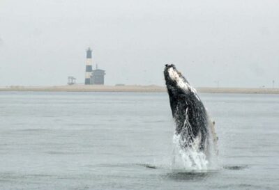 Walvis Bay: Marine Big 5 Luxury Catamaran Tour - What you’re hunting: whales, dolphins, mola mola, and leatherback turtles