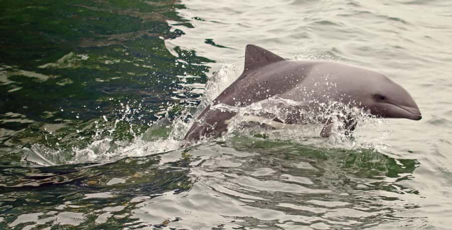 Walvis Bay: Marine Big 5 Luxury Catamaran Tour - What to bring for a comfortable catamaran morning