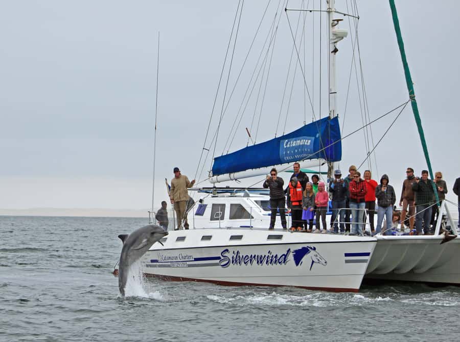 Walvis Bay: Marine Big 5 Luxury Catamaran Tour - Price and value at $76 for 3.5 hours at sea