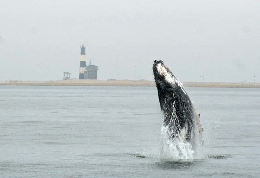 Walvis Bay: Marine Big 5 Luxury Catamaran Tour - What you’re hunting: whales, dolphins, mola mola, and leatherback turtles