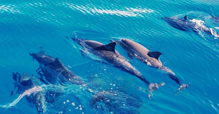 West O'ahu: Swim with Dolphins Catamaran Cruise - Key things I’d circle before you book