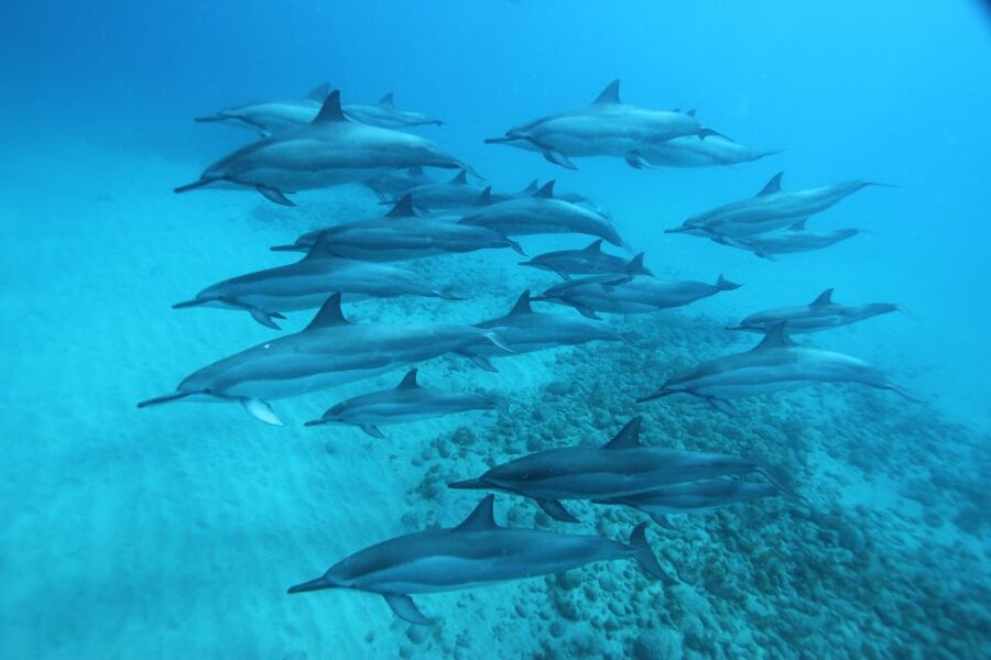 West O'ahu: Swim with Dolphins Catamaran Cruise - Why this West O’ahu dolphin cruise feels more “real” than a drive-by tour
