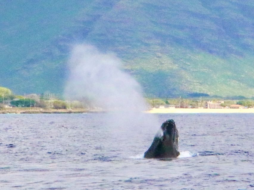West O'ahu: Swim with Dolphins Catamaran Cruise - The catamaran ride: stable, spacious, and built for wildlife watching