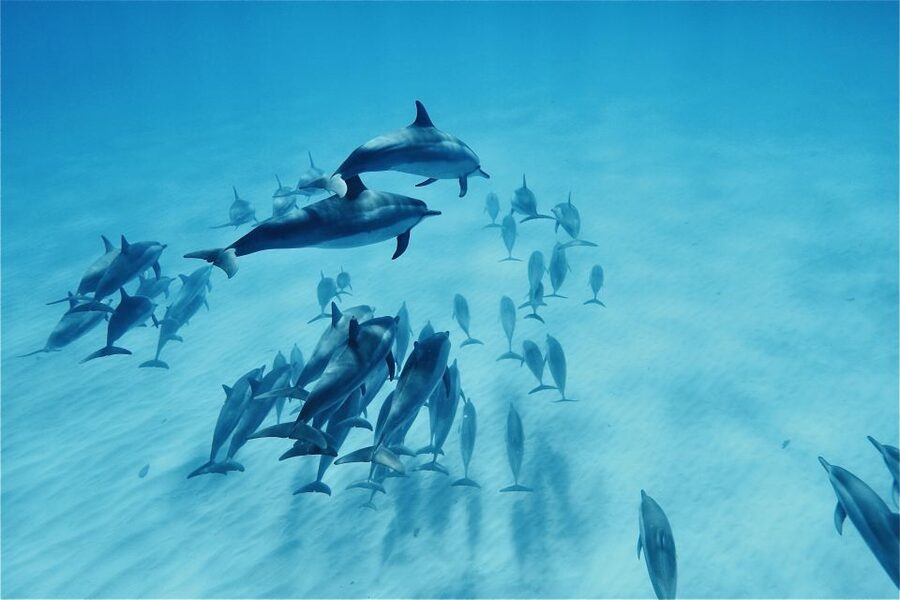 West O'ahu: Swim with Dolphins Catamaran Cruise - Snorkeling for turtles and fish (and why weather is a real variable)