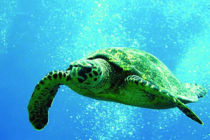 West Oahu Afternoon Turtle Snorkel Sail - Key highlights worth planning around