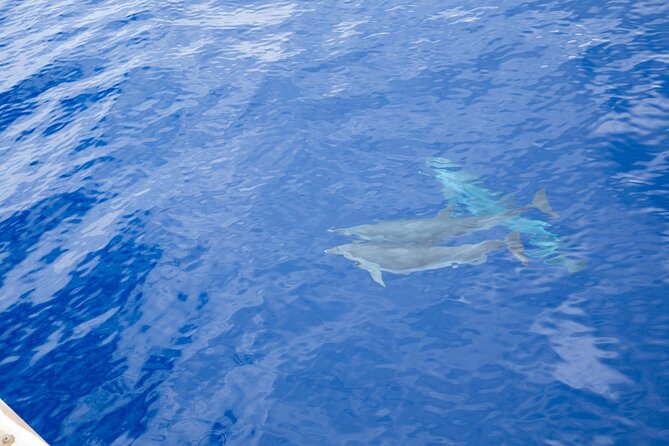 West Oahu Afternoon Turtle Snorkel Sail - Sea turtles, spinner dolphins, and the bonus wildlife factor