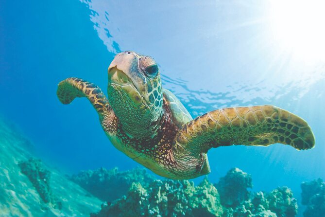 West Oahu Dolphin Watch and Snorkel Sail with Lunch - Key Things to Know Before You Go