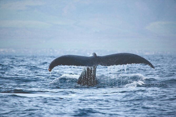 West Oahu Dolphin Watch and Snorkel Sail with Lunch - Dolphin SMART: Why It Changes the Experience for the Better