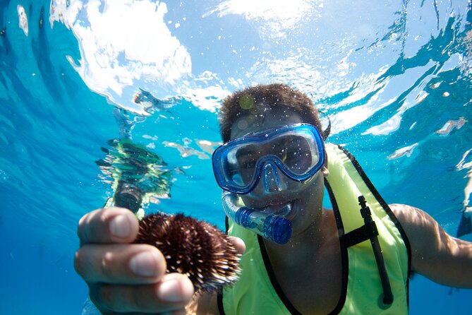 West Oahu Dolphin Watch and Snorkel Sail with Lunch - Snorkeling What You’ll Actually See (and How It’s Handled)
