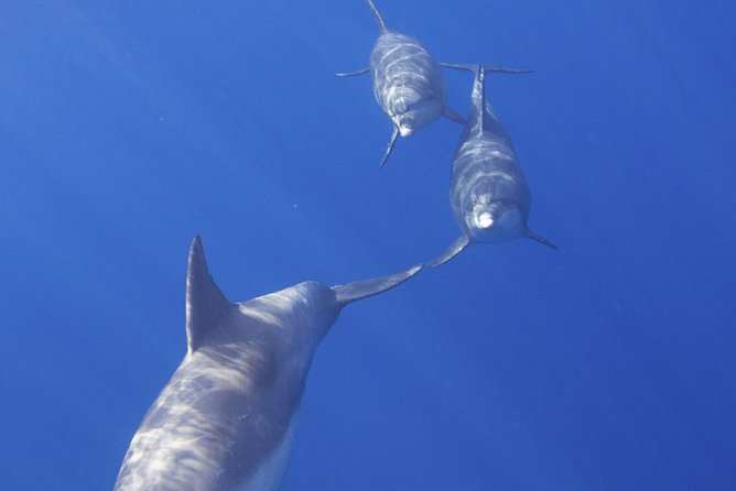 West Oahu Dolphin Watch and Snorkel Sail with Lunch - Pickup and Getting to the Pier Without Drama