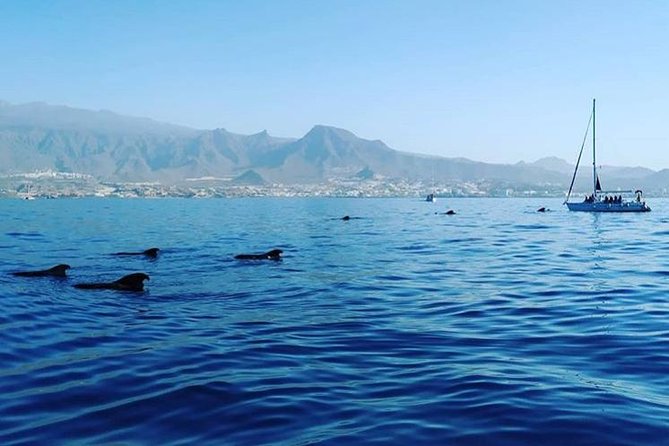 Whale and Dolphin Small Group Sailing from Tenerife South - Price and value at about $60.49 per person