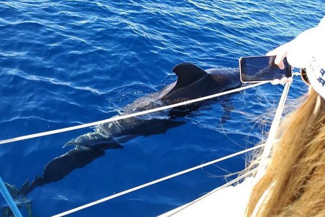 Whale and Dolphin Small Group Sailing from Tenerife South - What you’re likely to see: pilot whales, dolphins, and the joy of surprise